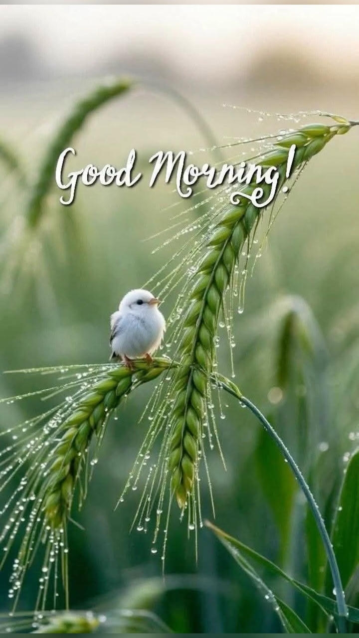 Good Morning Wish Image Peacock India